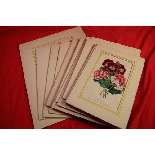 34 - A bag containing unframed Victorian book floral illustrations, unframed but in matte cards