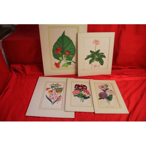 34 - A bag containing unframed Victorian book floral illustrations, unframed but in matte cards