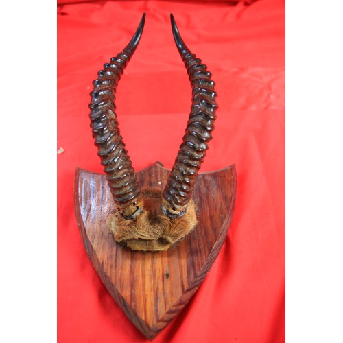 88 - Small Mounted Horns