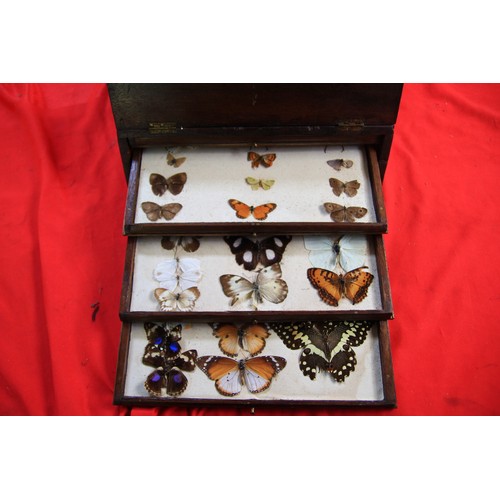 76 - A Victorian mahogany collector's chest with four drawers containing a good collection of butterflies... 