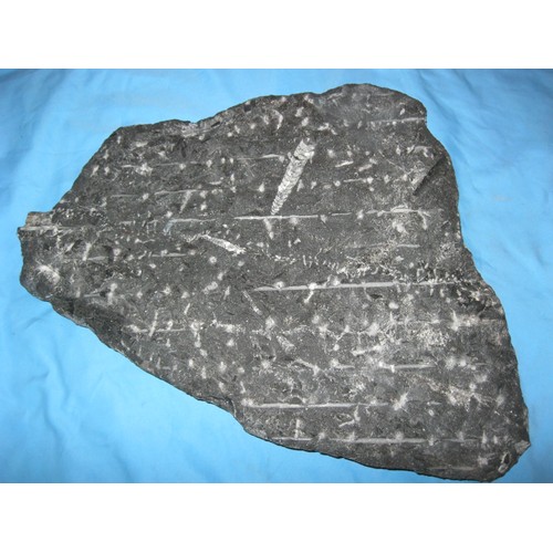 72 - A stone slab featuring a number (15+) of polished Orthoceras fossils, likely from the Atlas Mountain... 