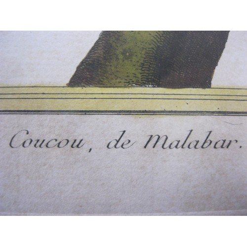 116 - Francois Nicholas Martinet (1725-1804), Coucou de Malabar, hand coloured mezzotint from Histoire Nat... 