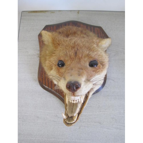 169 - An antique taxidermy fox head mounted on a shield-shaped plaque