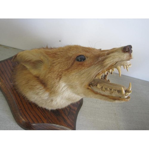 169 - An antique taxidermy fox head mounted on a shield-shaped plaque