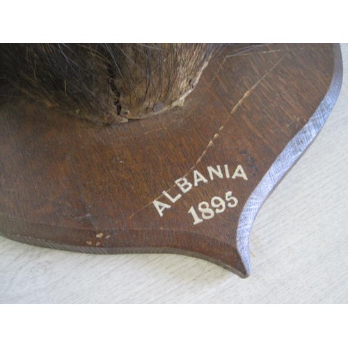 170 - A taxidermy Boar's head mounted on a plaque, the plaque marked 'Albania 1895' to the bottom edge. La... 