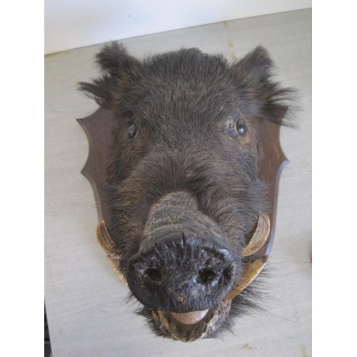 170 - A taxidermy Boar's head mounted on a plaque, the plaque marked 'Albania 1895' to the bottom edge. La... 