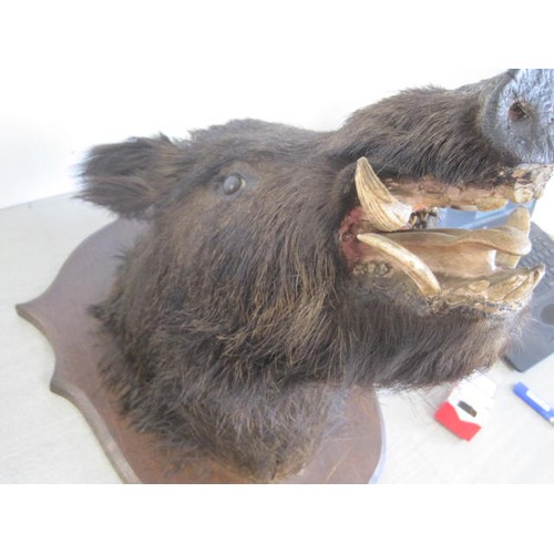 170 - A taxidermy Boar's head mounted on a plaque, the plaque marked 'Albania 1895' to the bottom edge. La... 