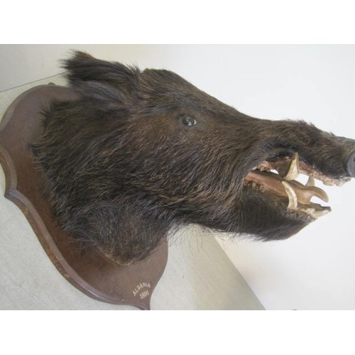 170 - A taxidermy Boar's head mounted on a plaque, the plaque marked 'Albania 1895' to the bottom edge. La... 