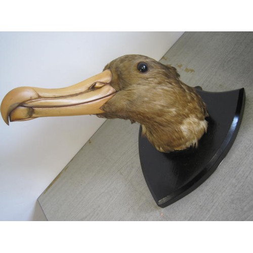 171 - A taxidermy Albatross head mounted on a shield-shaped plaque