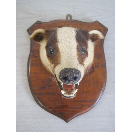 172 - An antique taxidermy badger's head mounted on a shield-shaped plaque