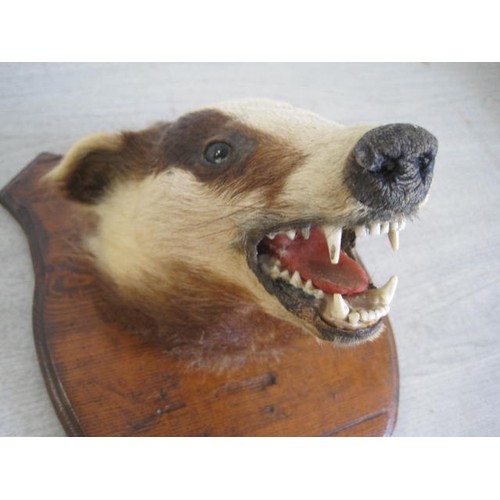 172 - An antique taxidermy badger's head mounted on a shield-shaped plaque