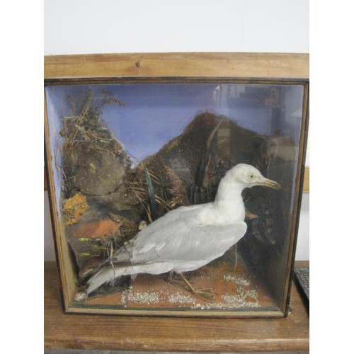 168 - An antique taxidermy seagull in a naturistic setting mounted in a glazed case