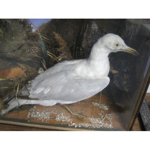 168 - An antique taxidermy seagull in a naturistic setting mounted in a glazed case