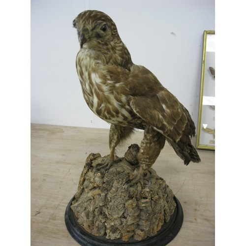 173 - A large taxidermy common buzzard mounted on a naturistic base