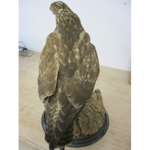 173 - A large taxidermy common buzzard mounted on a naturistic base