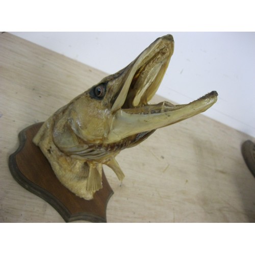 174 - An antique taxidermy pike's head mounted on a wooden shield-shaped plaque