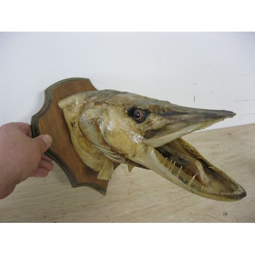 174 - An antique taxidermy pike's head mounted on a wooden shield-shaped plaque