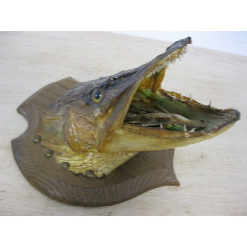 175 - An antique taxidermy Barracuda head mounted on a wooden shield-shaped plaque