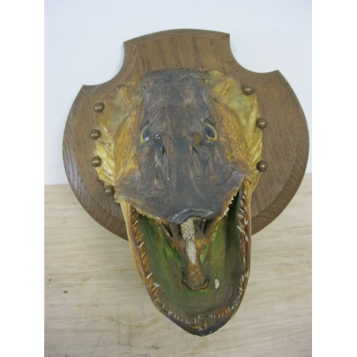 175 - An antique taxidermy Barracuda head mounted on a wooden shield-shaped plaque