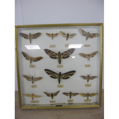 176 - A framed and glazed set of large pinned hawkmoths from around the world, in good order, each labelle... 