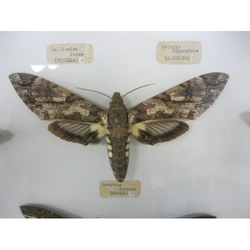 176 - A framed and glazed set of large pinned hawkmoths from around the world, in good order, each labelle... 