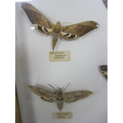 176 - A framed and glazed set of large pinned hawkmoths from around the world, in good order, each labelle... 