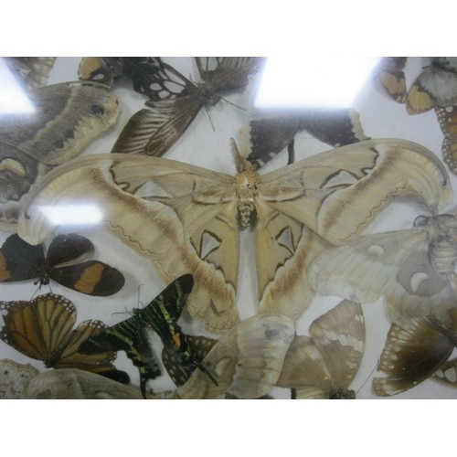 177 - A framed and glazed collection of pinned moths and butterflies from around the world, in good order