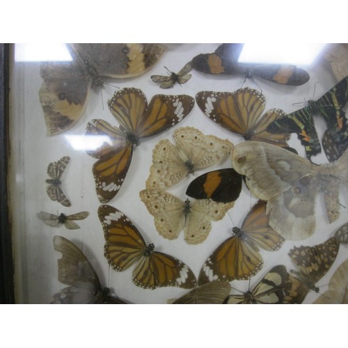 177 - A framed and glazed collection of pinned moths and butterflies from around the world, in good order