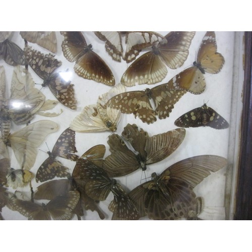 177 - A framed and glazed collection of pinned moths and butterflies from around the world, in good order