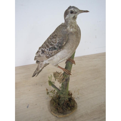 178 - A taxidermy European Turtle Dove mounted on a branch, one eye missing but otherwise good