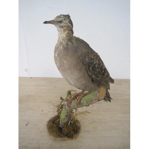 178 - A taxidermy European Turtle Dove mounted on a branch, one eye missing but otherwise good