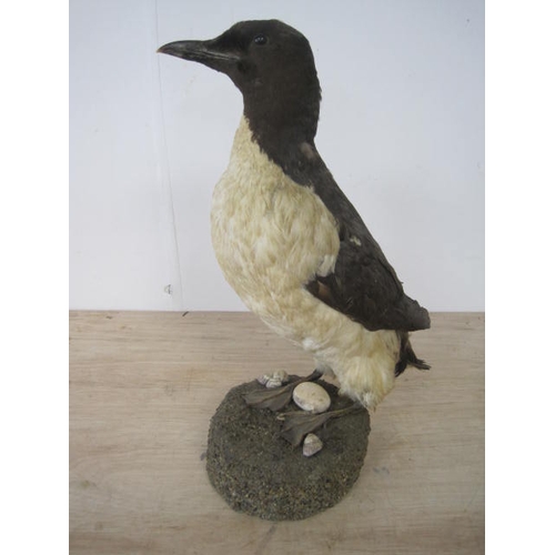 179 - A taxidermy common Guillemot mounted on a naturistic base, in good overall order