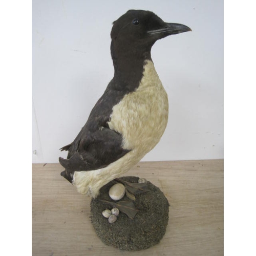 179 - A taxidermy common Guillemot mounted on a naturistic base, in good overall order