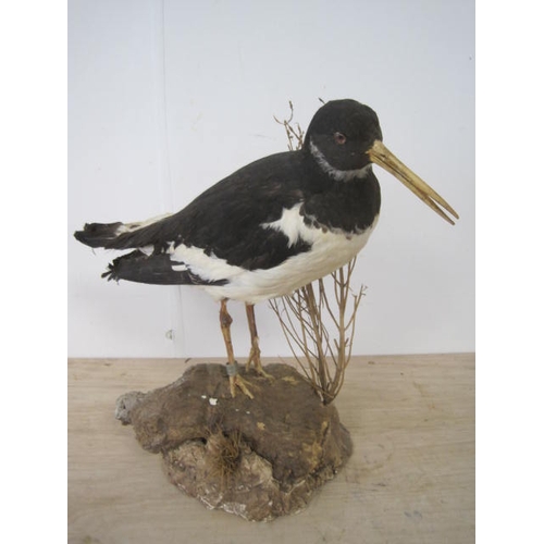 180 - An antique taxidermy Eurasian Oyster Catcher mounted on a naturalistic base, in good order