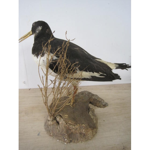 180 - An antique taxidermy Eurasian Oyster Catcher mounted on a naturalistic base, in good order