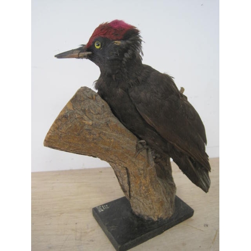 182 - An antique taxidermy Black Woodpecker, or possibly Czech origin, mounted on a naturistic base, in go... 