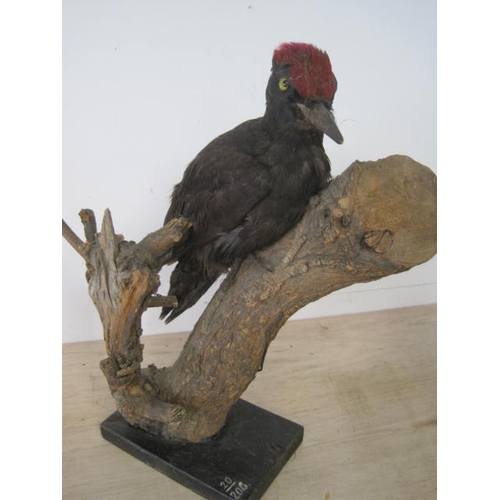 182 - An antique taxidermy Black Woodpecker, or possibly Czech origin, mounted on a naturistic base, in go... 