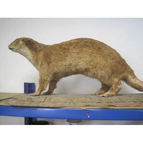 2 - An antique taxidermy Otter on naturalistic base