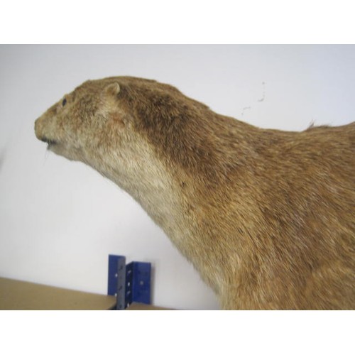 2 - An antique taxidermy Otter on naturalistic base