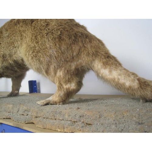 2 - An antique taxidermy Otter on naturalistic base