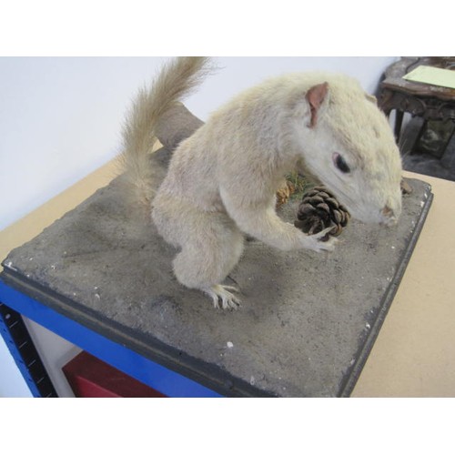 3 - An antique taxidermy Albino Squirrel on a naturalistic base