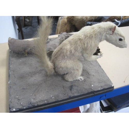 3 - An antique taxidermy Albino Squirrel on a naturalistic base