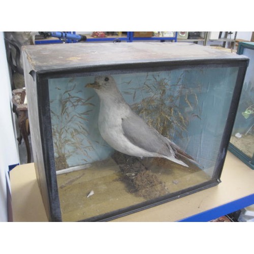 6 - An antique taxidermy Seagull in glazed case