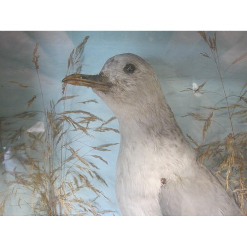 6 - An antique taxidermy Seagull in glazed case