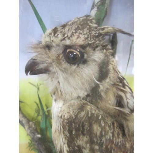 85 - Cased Long Eared Owl