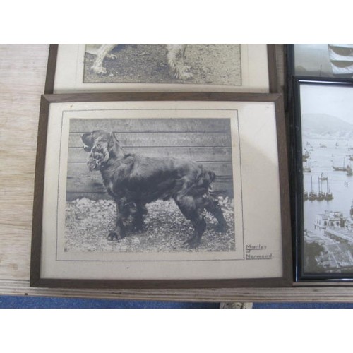 19 - Box of mixed Vintage framed Photos and Prints, including dogs