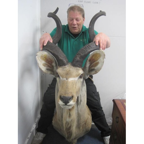 5 - A vintage and very large taxidermy Greater Kudu Head with horns - the horns detach.