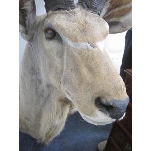 5 - A vintage and very large taxidermy Greater Kudu Head with horns - the horns detach.