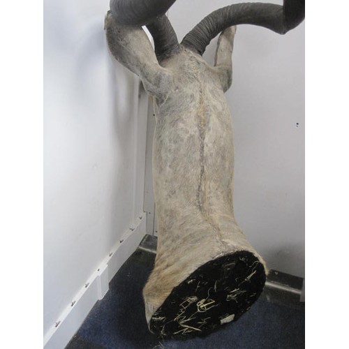 5 - A vintage and very large taxidermy Greater Kudu Head with horns - the horns detach.