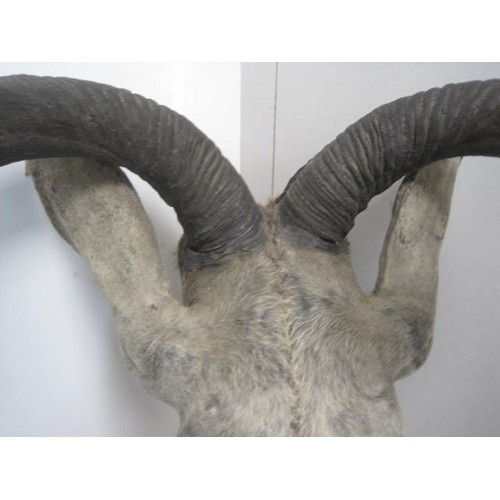 5 - A vintage and very large taxidermy Greater Kudu Head with horns - the horns detach.